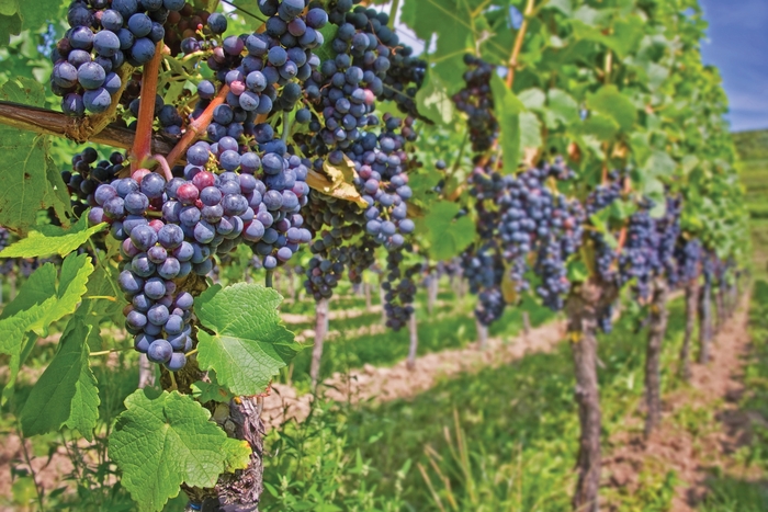 St. Croix Grape - Vitis vinifera 'St. Croix Red' from E.C. Brown's Nursery St. Croix Grape - Vitis vinifera 'St. Croix Red' from E.C. Brown's Nursery