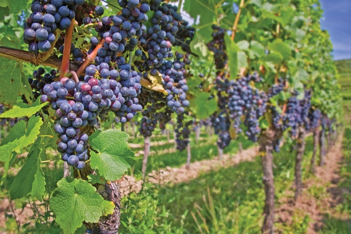 St. Croix Grape - Vitis vinifera 'St. Croix Red' from E.C. Brown's Nursery