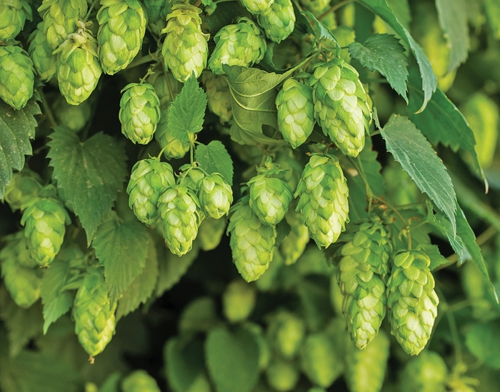 'Nugget' Ornamental Hop - Humulus lupulus from E.C. Brown's Nursery 'Nugget' Ornamental Hop - Humulus lupulus from E.C. Brown's Nursery