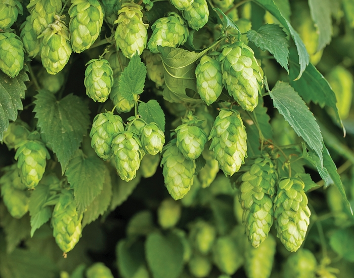 'Nugget' Ornamental Hop - Humulus lupulus from E.C. Brown's Nursery