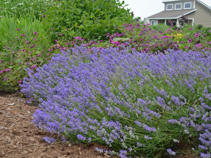 Lavender - Lavandula angustifolia 'Blue Cushion' from E.C. Brown's Nursery