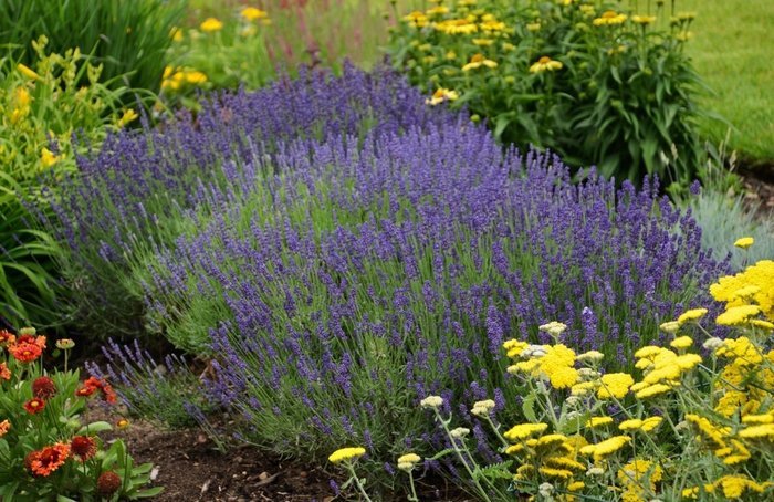 English Lavender - Lavandula angustifolia 'Hidcote Blue' from E.C. Brown's Nursery English Lavender - Lavandula angustifolia 'Hidcote Blue' from E.C. Brown's Nursery