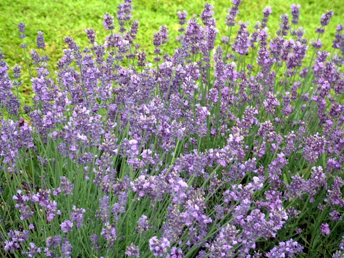  Munstead Lavender - Lavandula angustifolia from E.C. Brown's Nursery