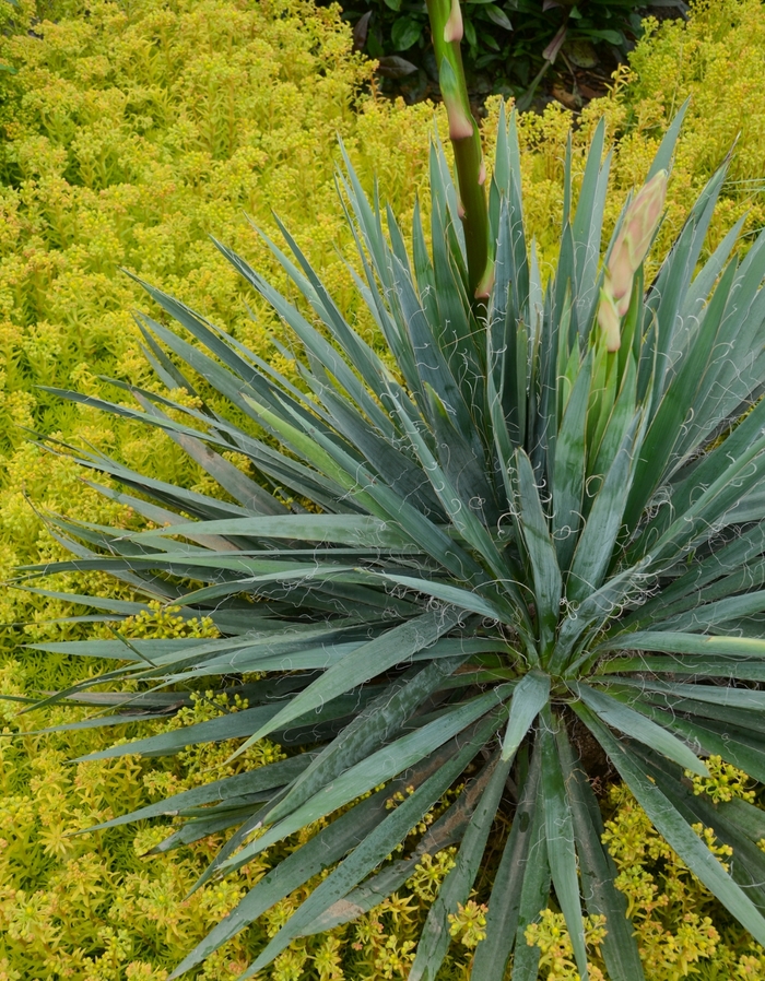 Adam's needle - Yucca 'Excalibur' from E.C. Brown's Nursery Adam's needle - Yucca 'Excalibur' from E.C. Brown's Nursery
