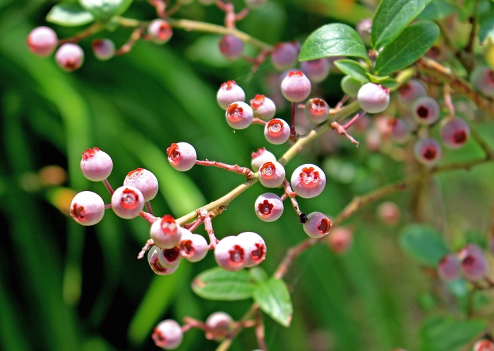 Pink Popcorn Blueberry - Vaccinium angustifolium 'Pink Popcorn' from E.C. Brown's Nursery Pink Popcorn Blueberry - Vaccinium angustifolium 'Pink Popcorn' from E.C. Brown's Nursery