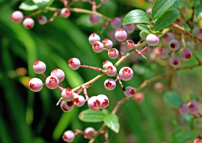 Pink Popcorn Blueberry - Vaccinium angustifolium 'Pink Popcorn' from E.C. Brown's Nursery