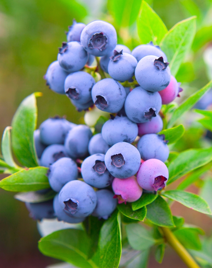 Razz Blueberries - Vaccinium corymbosum 'Razz' from E.C. Brown's Nursery