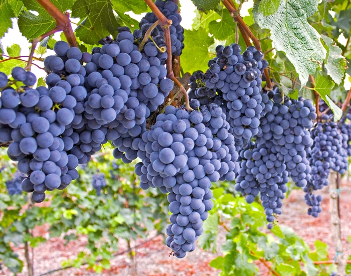 Beta Grape - Vitis 'Beta' from E.C. Brown's Nursery Beta Grape - Vitis 'Beta' from E.C. Brown's Nursery