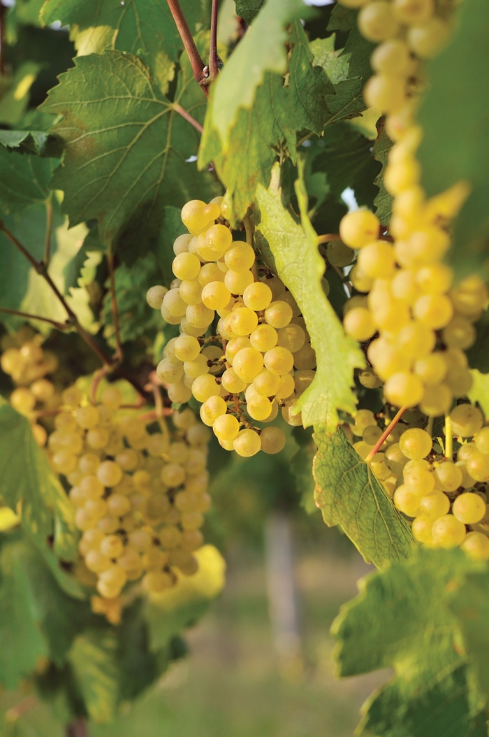 Edelweiss Grape - Vitis vinifera 'Edelweiss' from E.C. Brown's Nursery Edelweiss Grape - Vitis vinifera 'Edelweiss' from E.C. Brown's Nursery