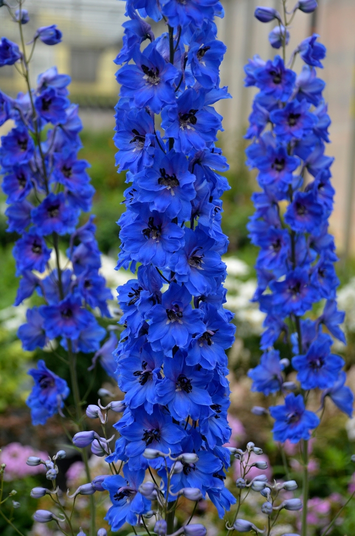 Delphinium - Delphinium elatum 'Million Dollar Blue' from E.C. Brown's Nursery Delphinium - Delphinium elatum 'Million Dollar Blue' from E.C. Brown's Nursery