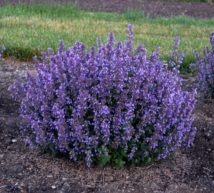 Cat's Pajamas Catmint - Nepeta 'Cat's Pajamas' PPAF, Can PBRAF (Catmint) from E.C. Brown's Nursery Cat's Pajamas Catmint - Nepeta 'Cat's Pajamas' PPAF, Can PBRAF (Catmint) from E.C. Brown's Nursery
