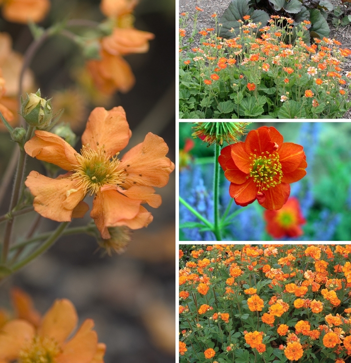 Geum - Geum from E.C. Brown's Nursery