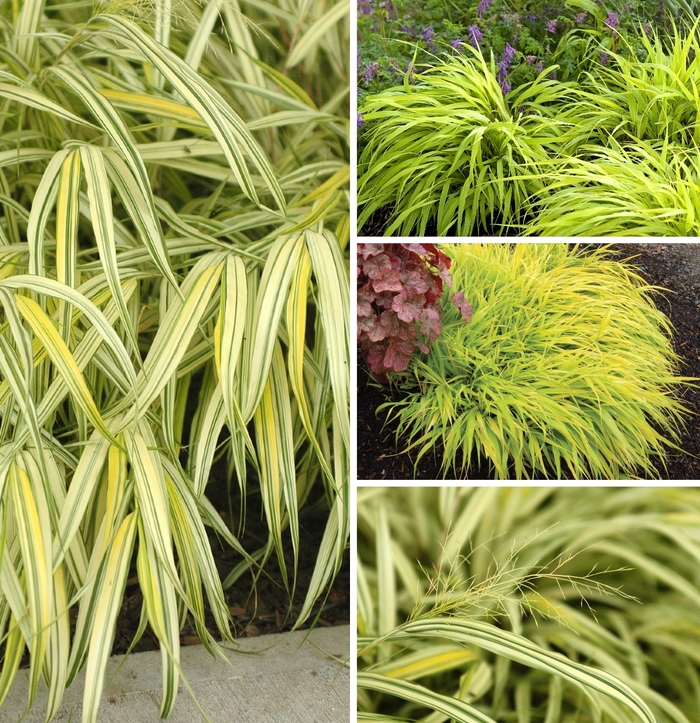 Japanese Forest Grass - Hakonechloa Multiple Varieties from E.C. Brown's Nursery