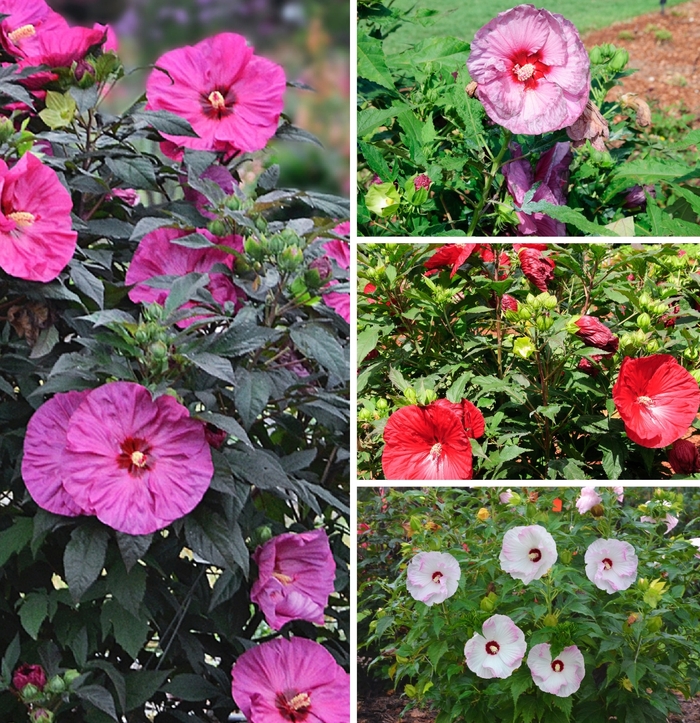 Summerific® Series - Hibiscus hybrid from E.C. Brown's Nursery Summerific® Series - Hibiscus hybrid from E.C. Brown's Nursery