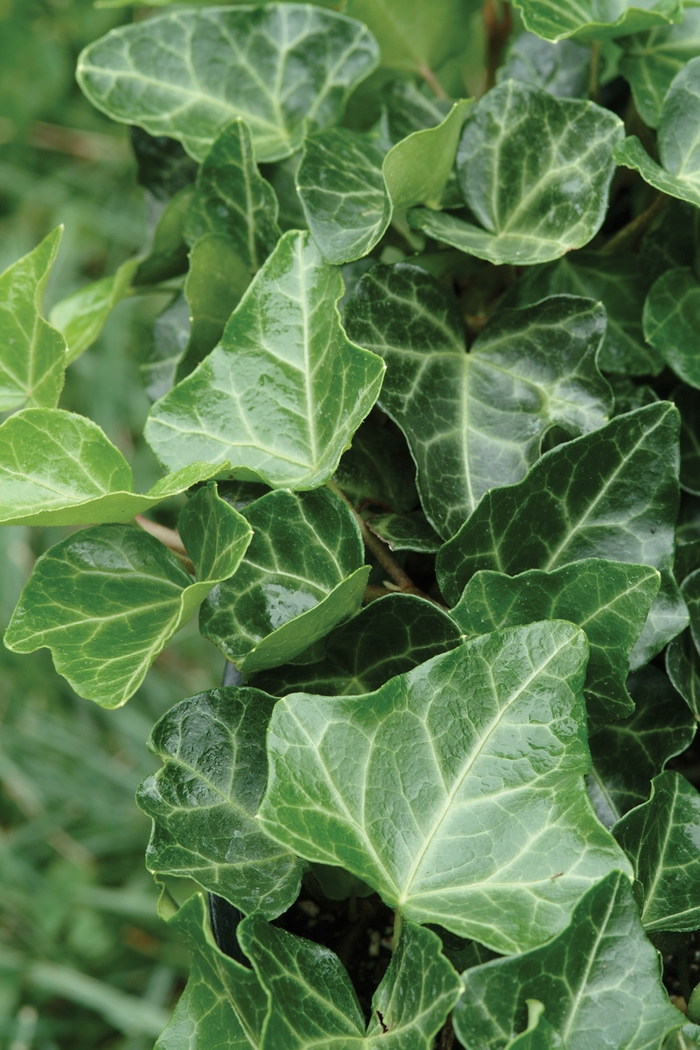 Thorndale English Ivy - Hedera helix 'Thorndale' (English Ivy) from E.C. Brown's Nursery Thorndale English Ivy - Hedera helix 'Thorndale' (English Ivy) from E.C. Brown's Nursery