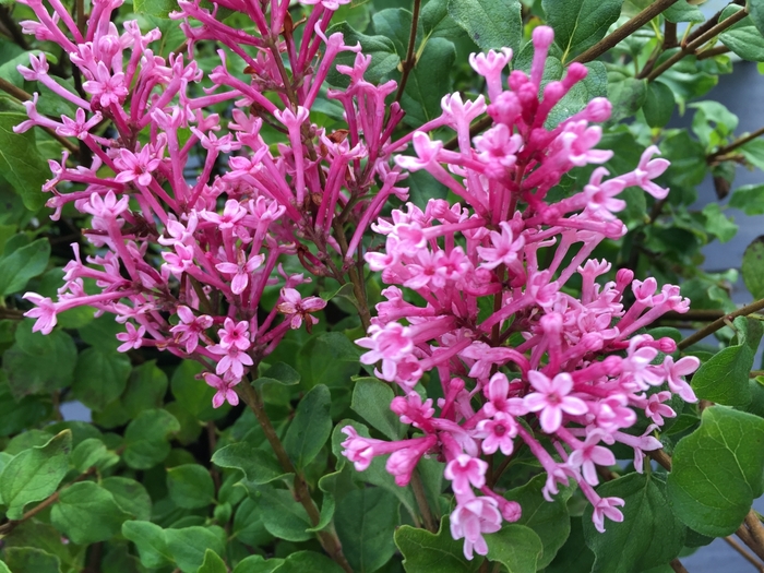 Bloomerang® Dwarf Pink - Syringa x from E.C. Brown's Nursery Bloomerang® Dwarf Pink - Syringa x from E.C. Brown's Nursery