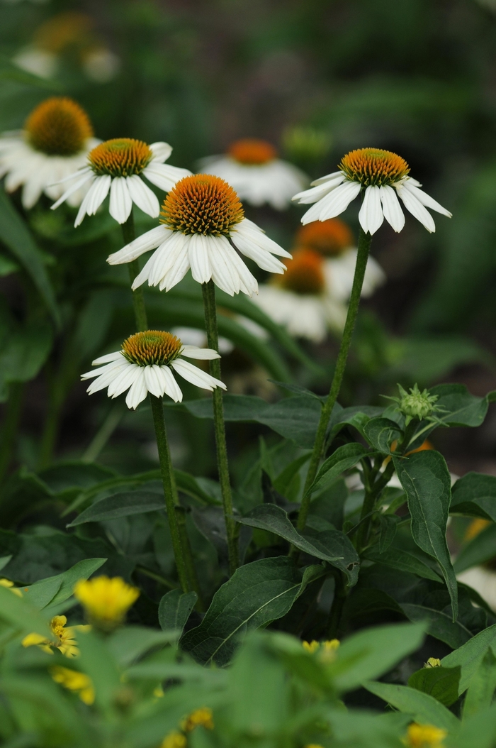 PowWow White - Echinacea purpurea from E.C. Brown's Nursery