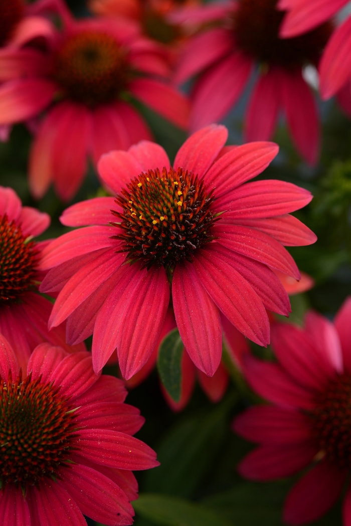 Sombrero® Baja Burgundy Coneflower - Echinacea x hybrida from E.C. Brown's Nursery Sombrero® Baja Burgundy Coneflower - Echinacea x hybrida from E.C. Brown's Nursery