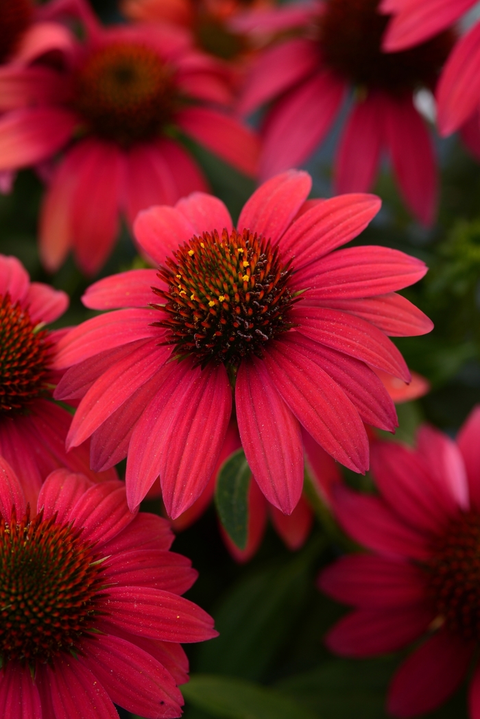 Sombrero® Baja Burgundy Coneflower - Echinacea x hybrida from E.C. Brown's Nursery