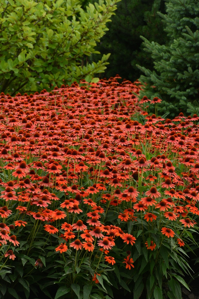 Sombrero® Flamenco Orange Coneflower - Echinacea purpurea 'Flamenco Orange' from E.C. Brown's Nursery