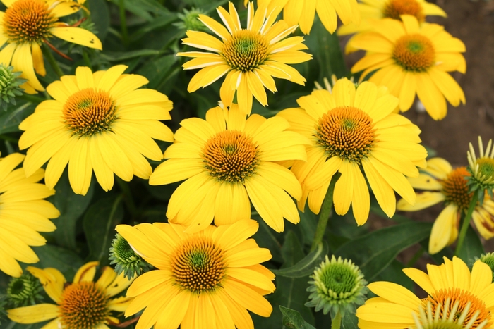 Coneflower - Echinacea 'Sombrero™ Lemon Yellow' from E.C. Brown's Nursery