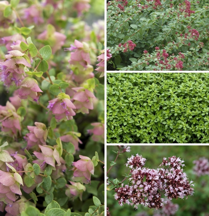 Origanum vulgare - Oregano from E.C. Brown's Nursery