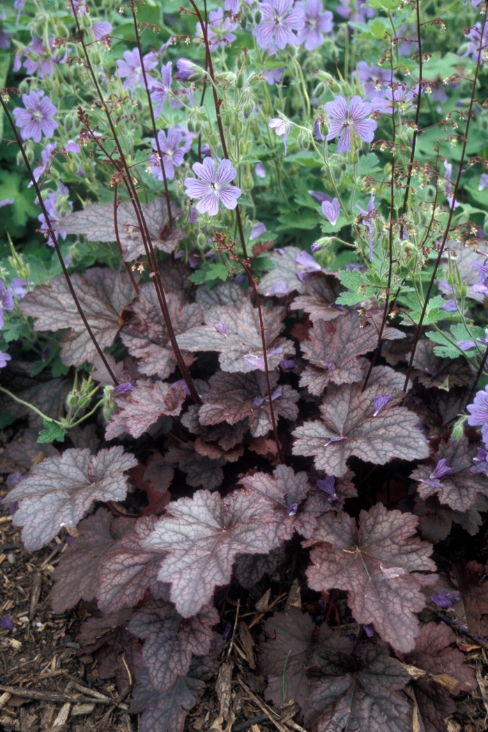 'Plum Pudding' Coral Bell - Heuchera hybrid from E.C. Brown's Nursery 'Plum Pudding' Coral Bell - Heuchera hybrid from E.C. Brown's Nursery