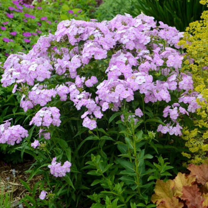 Amethyst Pearl Phlox - Phlox paniculata from E.C. Brown's Nursery Amethyst Pearl Phlox - Phlox paniculata from E.C. Brown's Nursery