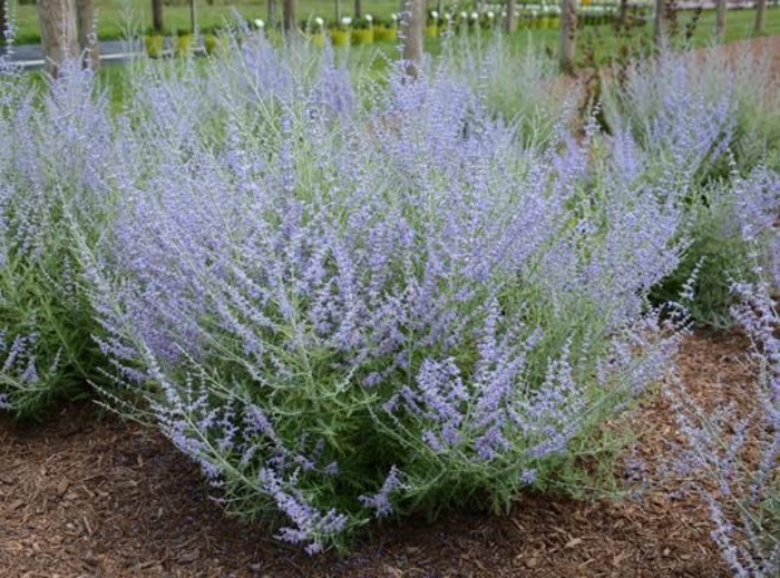 Russian Sage - Perovskia atriplicifolia 'Little Lace' from E.C. Brown's Nursery Russian Sage - Perovskia atriplicifolia 'Little Lace' from E.C. Brown's Nursery