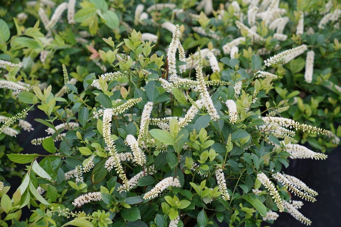 Scentlandia® Sweetspire - Itea virginica 'SMNIVDFC' PP30233, Can PBRAF (Sweetspire) from E.C. Brown's Nursery Scentlandia® Sweetspire - Itea virginica 'SMNIVDFC' PP30233, Can PBRAF (Sweetspire) from E.C. Brown's Nursery