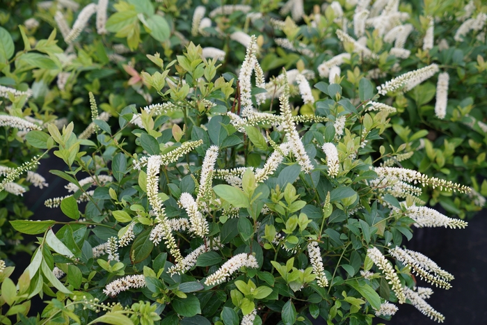 Scentlandia® Sweetspire - Itea virginica 'SMNIVDFC' PP30233, Can PBRAF (Sweetspire) from E.C. Brown's Nursery