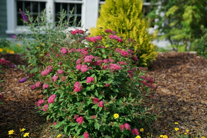 Double Play Doozie® - Spiraea x from E.C. Brown's Nursery