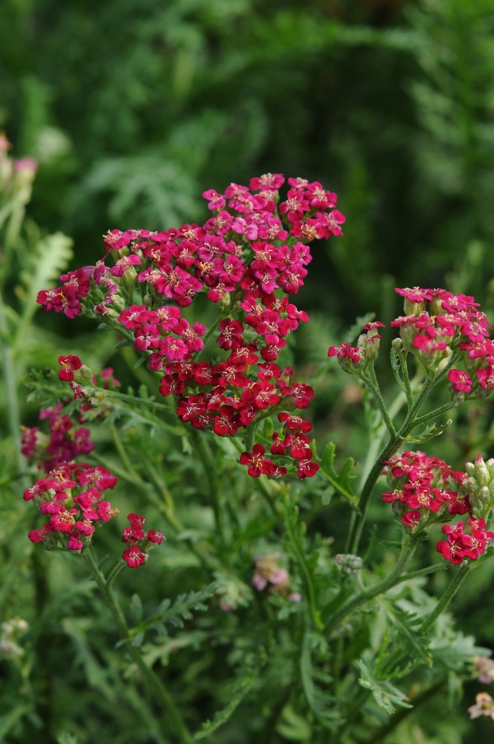 Red Yarrow - Achillea millefolium 'New Vintage™ Red' from E.C. Brown's Nursery Red Yarrow - Achillea millefolium 'New Vintage™ Red' from E.C. Brown's Nursery