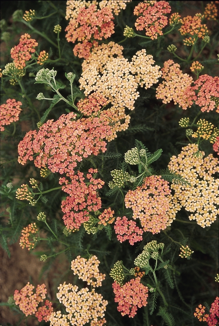 Yarrow - Achillea millefolium ''Apple Blossom'' from E.C. Brown's Nursery Yarrow - Achillea millefolium ''Apple Blossom'' from E.C. Brown's Nursery