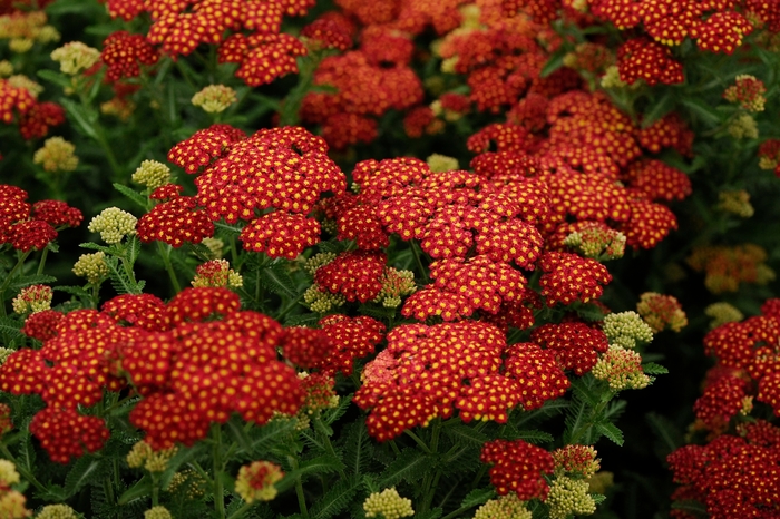 Yarrow - Achillea millefolium 'Strawberry Seduction' from E.C. Brown's Nursery