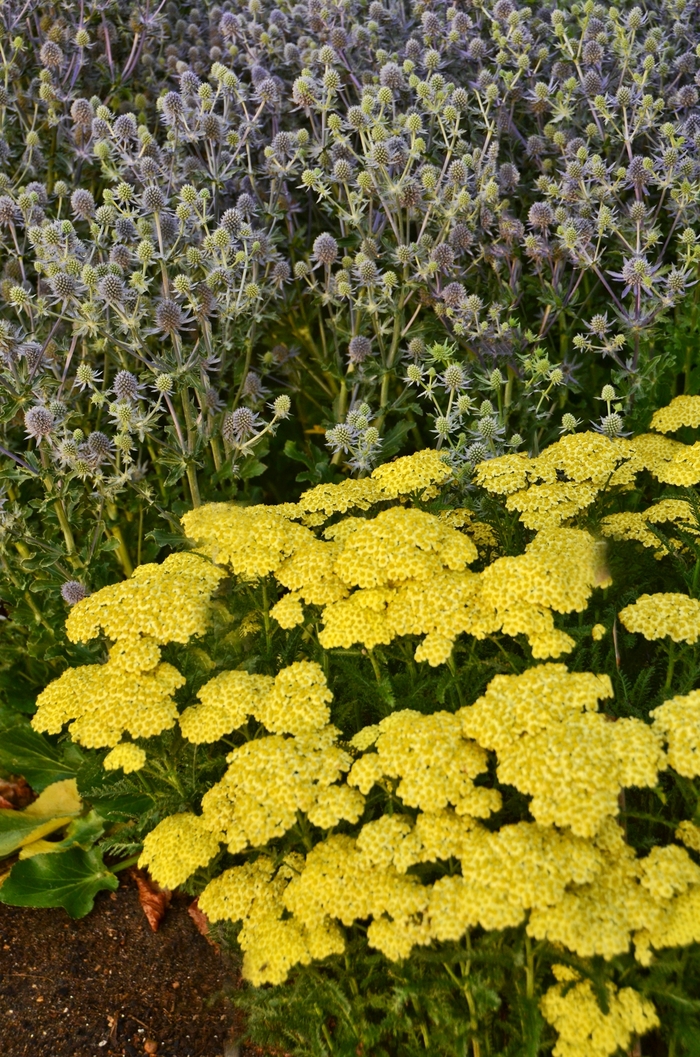 Yarrow - Achillea millefolium 'Sunny Seduction' from E.C. Brown's Nursery