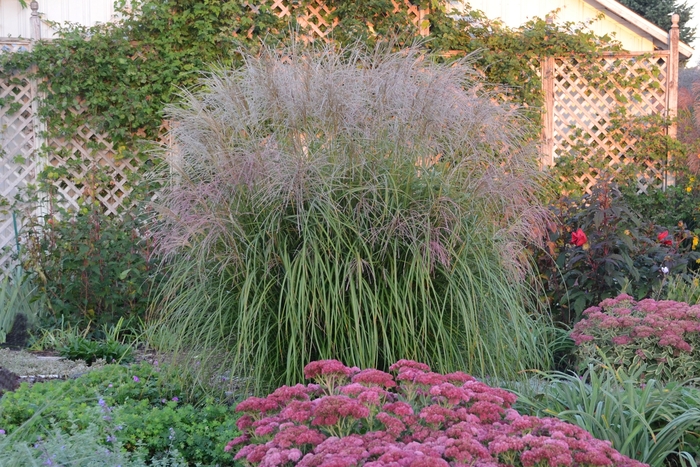 Maiden Grass - Miscanthus sinensis 'Autumn Anthem' from E.C. Brown's Nursery Maiden Grass - Miscanthus sinensis 'Autumn Anthem' from E.C. Brown's Nursery