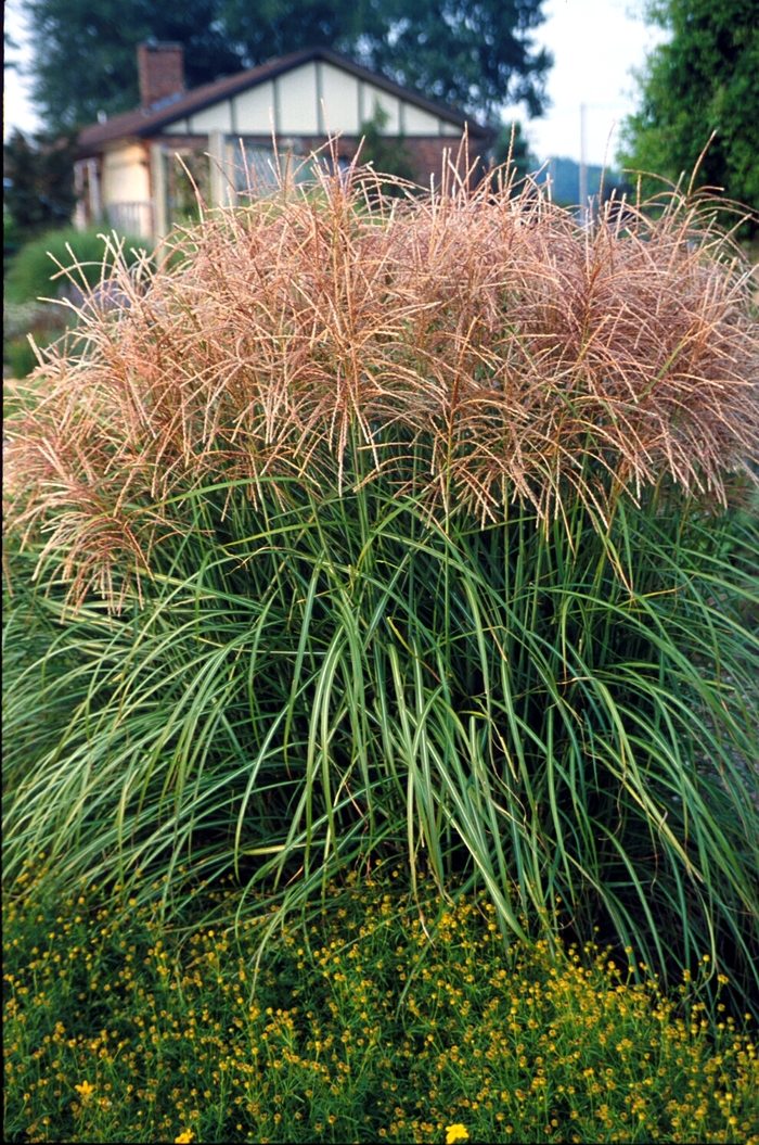 'Huron Sunrise' Maiden Grass - Miscanthus sinensis from E.C. Brown's Nursery 'Huron Sunrise' Maiden Grass - Miscanthus sinensis from E.C. Brown's Nursery