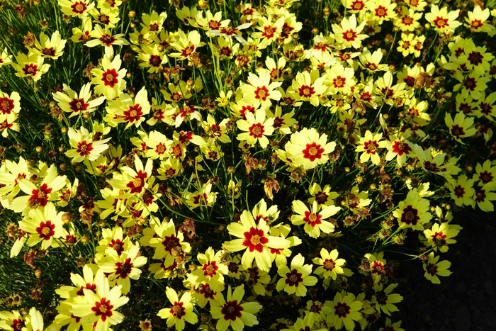 Electric Sunshine Tickseed - Coreopsis grandiflora 'Electric Sunshine' PPAF (Tickseed) from E.C. Brown's Nursery Electric Sunshine Tickseed - Coreopsis grandiflora 'Electric Sunshine' PPAF (Tickseed) from E.C. Brown's Nursery