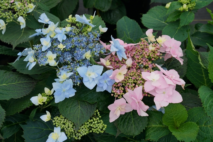 Tuff Stuff Ah-Ha® - Reblooming Mountain Hydrangea from E.C. Brown's Nursery Tuff Stuff Ah-Ha® - Reblooming Mountain Hydrangea from E.C. Brown's Nursery
