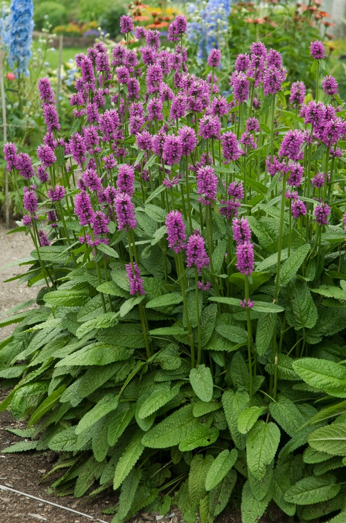Betony - Stachys 'Hummelo' from E.C. Brown's Nursery Betony - Stachys 'Hummelo' from E.C. Brown's Nursery