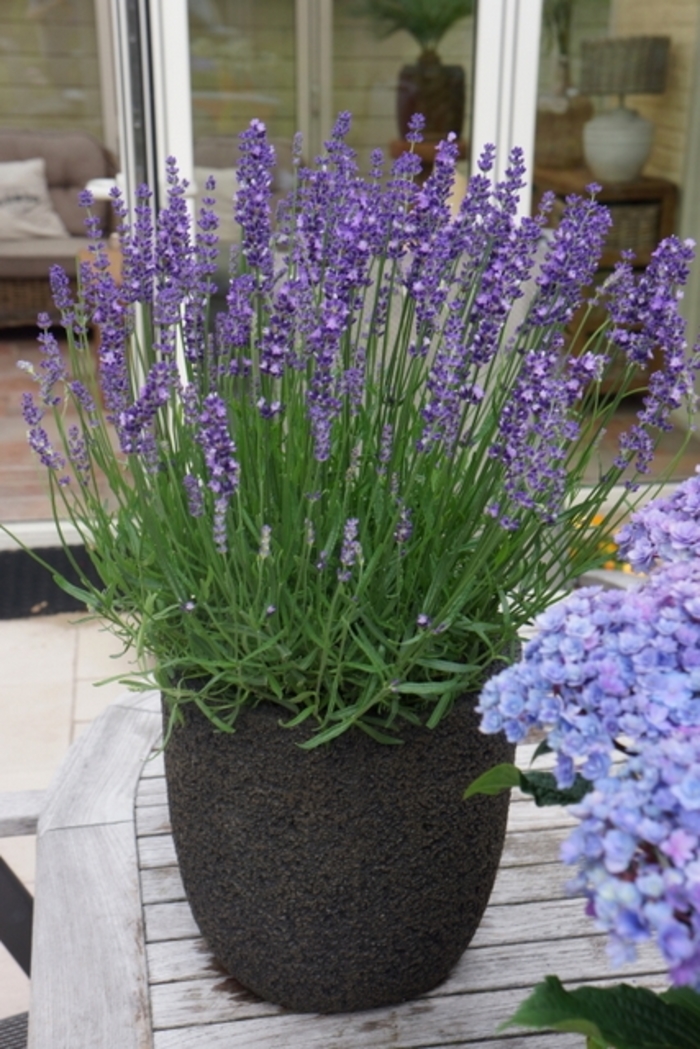 Big Time Blue English Lavender - Lavandula angustifolia 'Armtipp01' PP24827 (English Lavender) from E.C. Brown's Nursery Big Time Blue English Lavender - Lavandula angustifolia 'Armtipp01' PP24827 (English Lavender) from E.C. Brown's Nursery