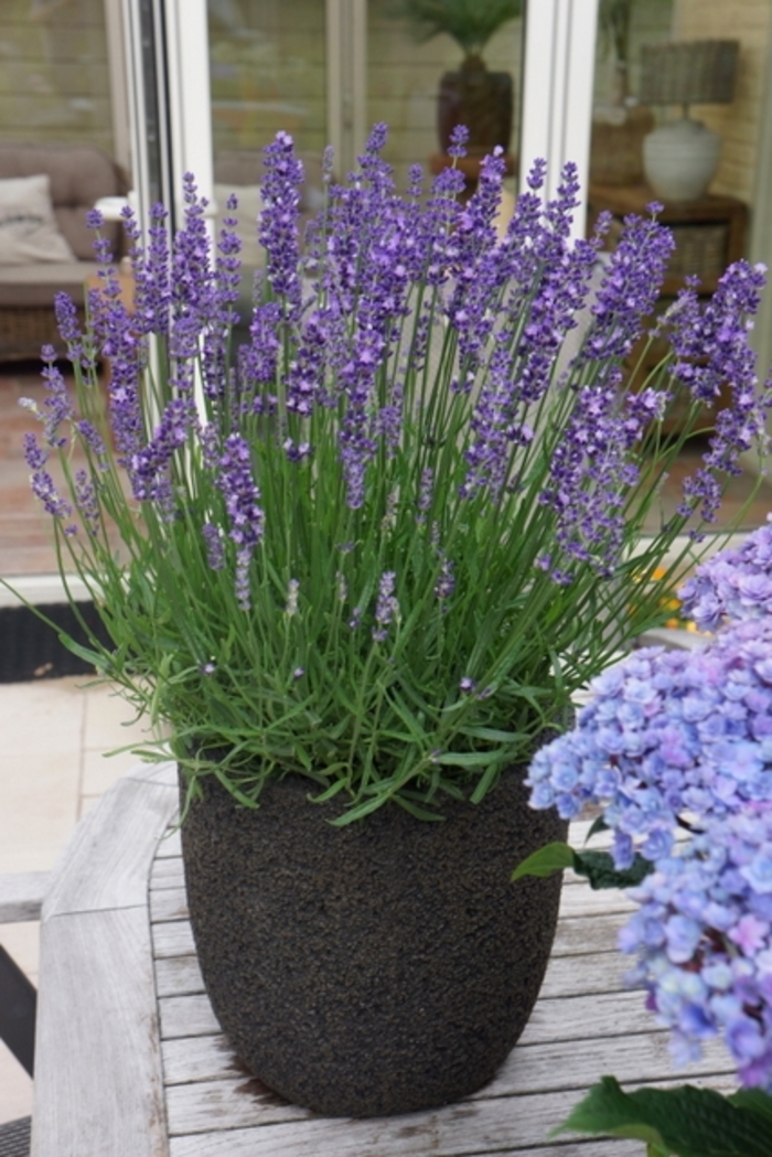 Big Time Blue English Lavender - Lavandula angustifolia 'Armtipp01' PP24827 (English Lavender) from E.C. Brown's Nursery