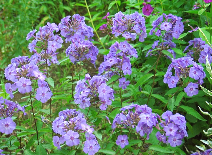 Phlox-Tall Garden - Phlox paniculata 'Blue Paradise from E.C. Brown's Nursery