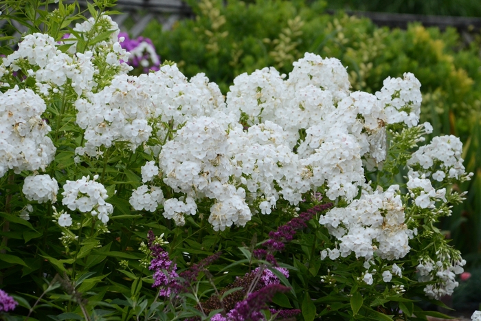 Garden Phlox - Phlox paniculata 'David' from E.C. Brown's Nursery Garden Phlox - Phlox paniculata 'David' from E.C. Brown's Nursery
