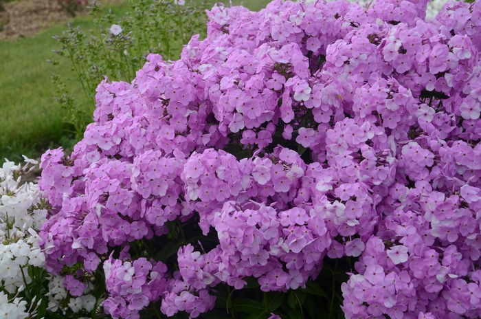 'Fashionably Early Princess' Garden Phlox - Phlox paniculata from E.C. Brown's Nursery