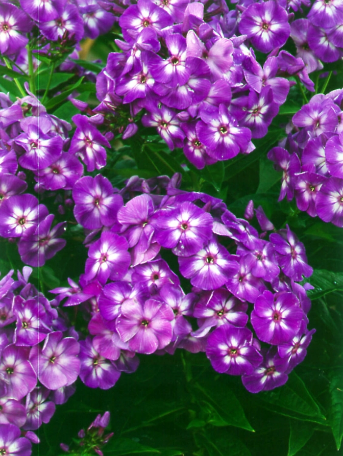 'Laura' - Phlox paniculata from E.C. Brown's Nursery 'Laura' - Phlox paniculata from E.C. Brown's Nursery