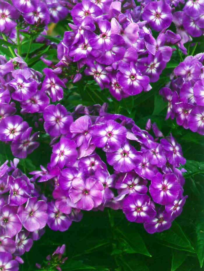  'Laura' - Phlox paniculata from E.C. Brown's Nursery