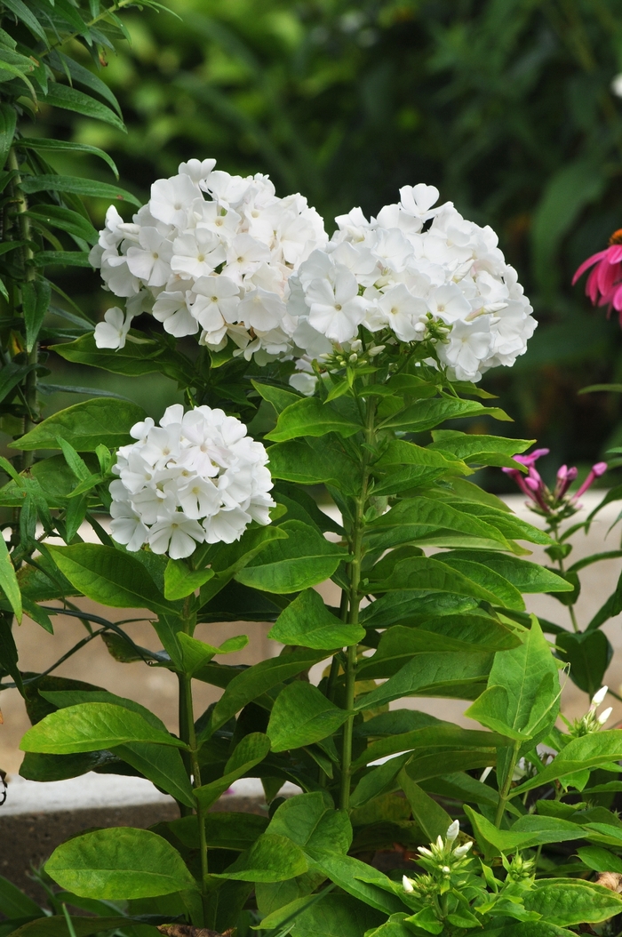 BABYDOLL WHITE Garden Phlox - Phlox paniculata 'Babydoll White' from E.C. Brown's Nursery