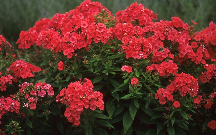 Garden Phlox - Phlox paniculata 'Orange Perfection' from E.C. Brown's Nursery Garden Phlox - Phlox paniculata 'Orange Perfection' from E.C. Brown's Nursery